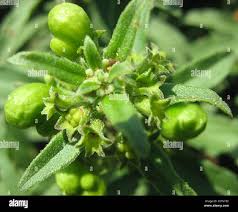 Image result for Clerodendrum ternatum
