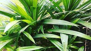 Check spelling or type a new query. Manfaat Daun Pandan Bagi Kehidupan Manusia Primadaily Com