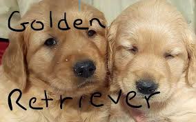 Welcome to heartland golden retrievers. Keloland Classifieds Sioux Falls Sd Keloland