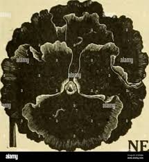 Mrs a r chard hi-res stock photography and images