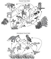 A predator is an animal that catches and eats in a habitat there are usually more than one food chain. Need Answered Asap The Food Webs Below Model Relationships Among The Organisms In Two Ecosystems Brainly Com