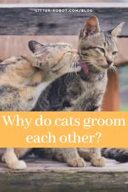 Why do cats lick us anyway? Why Do Cats Groom Each Other Learn More On Litter Robot Blog