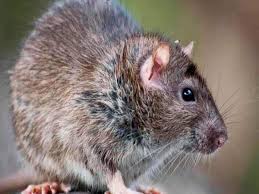 টিপস অ্যান্ড ট্রিকস: ইঁদুর কি বারবার ঘরে ঢুকে? তাই এখানে জেনে নিন হত্যা না করে তাড়ানোর উপায়।