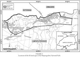 Image result for Megalochlamys hamata