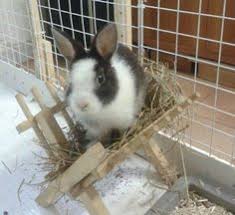 Cut a piece of corrugated plastic into a rectangle and use zip ties to attach the plastic along the back inside of the grid. 40 Hay Rack Litter Box Ideas Hay Racks Litter Box Bunny Cages