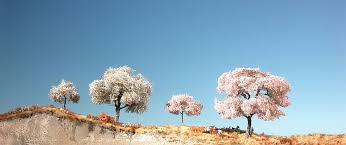 While all cherry blossoms share some common traits, there are some striking differences found within the japanese cherry tree flower (sakura) family. Mininatur Cherry Tree
