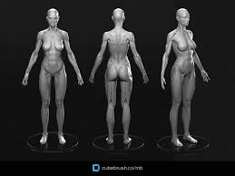 Pin On Anatomy