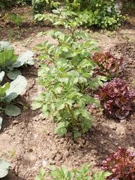 Les pommes de terre sont la cible de nombreux ravageurs et maladies. Pomme De Terre