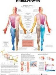 Dermatomes Anatomical Chart Anatomical Chart Company