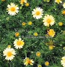 Image result for Dyssodia tenuiloba