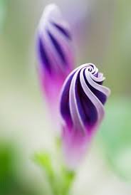 The reason for this is its wide range of color and size. 150 Rare Beautiful Flowers Ideas Beautiful Flowers Flowers Plants
