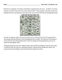 Plant cell mitosis is characterized by. Onion Root Tip Mitosis Lab