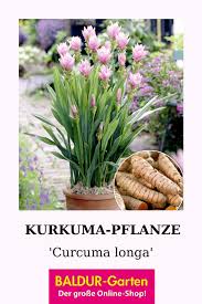 Kurkuma Pflanze Curcuma Longa 1a Qualitat Baldur Garten In 2020 Kurkuma Pflanze Pflanzen Curcuma Pflanze