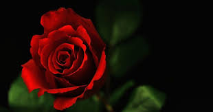 Background warna hitam keren koleksi gambar hd 20 background wallpaper hitam black keren rifanytop home walpaper 320 x 240 20 background gambar mengganti background blog gambar listmyhistory sumber rebanas.com. Halaman Download Menakjubkan 23 Gambar Background Bunga Hd Wallpaper Bunga Ma