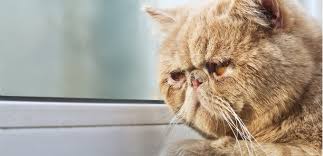Unfortunately, cats that are lucky to live a long life may experience now that cats are living longer than ever before, diagnoses are becoming more and more common. Cat Dementia Understanding Feline Senile Dementia My Pet Needs That