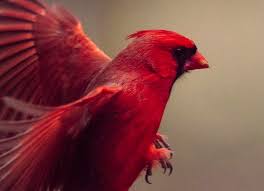 Maybe you would like to learn more about one of these? Climate Cardinals Website Enlists Students To Translate Climate Change Information Earn Community Service Hours