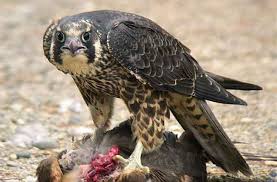 تعرف على أنواع الصقور Bald Eagle Animals Bird
