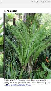 Image result for Encephalartos aplanatus