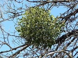 Image result for Viscum bagshawei