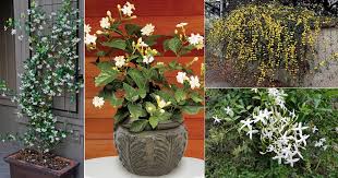 Check spelling or type a new query. 17 Types Of Jasmine Flowers Jasmine Plant Varieties