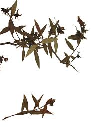 Image result for Hypericum quartinianum