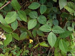 Image result for Vigna hosei