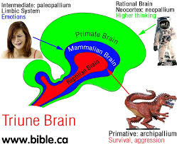 Image result for reptilian brain