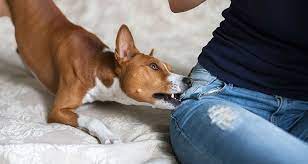 Why Dog Bites Happen And How To Stop Dog Biting Cesar S Way