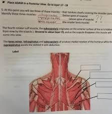 Ligaments connect bones to other bones. Place Adam In A Posterior View Go To Layer 17 18 Chegg Com