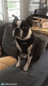 Create your own unique greeting on a boston terrier card from zazzle. Birthday Boston Terrier Gifs Tenor