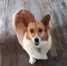 Biskitz Pembroke Welsh Corgis