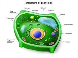 Maybe you would like to learn more about one of these? Introduction Into Botany Structure Of Plant Cell Plant Tissues And Their Classification Prezentaciya Onlajn