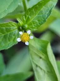 Image result for Galinsoga parviflora