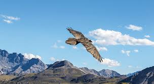 🦅 🦅 🦅 🦅 rund 100 bartgeier seien heute in der schweiz heimisch, sagt franziska lörcher, allerdings: Mit Dem Geier Auf Augenhohe Coopzeitung