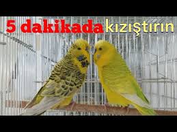 Muhabbet Kuslarinin Yuvayi Kabullenmesi Youtube