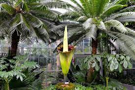 Pin By Athar Javed On Flowers Corpse Flower Corpse Flower Bloom Botanical Gardens