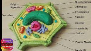 Check spelling or type a new query. Prakarya Sel Tumbuhan Youtube