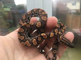 We are working towards improving the welfare of every pet. Brazilian Rainbow Boa S For Sale Cannock Staffordshire Pets4homes