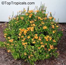 It grows about two feet tall and wide. Crossandra Infundibuliformis Crossandra Undulifolia Orange Tropic Flame Toptropicals Com