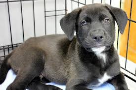 We did not find results for: Pet Of The Week Charming Colby Reston Now