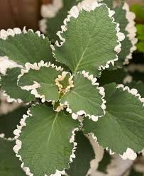 Image result for Plectranthus elegans