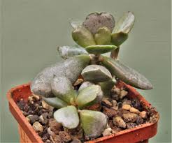 Image result for Euphorbia platyrrhiza