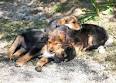 Verhutungsmittel fur hunde