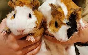 From professional translators, enterprises, web pages and freely available translation repositories. Small Furries For Adoption All Ages From Selangor Malaysia Petfinder My