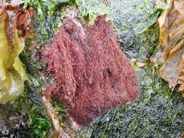 Image result for Polyspatha oligospatha