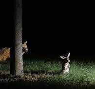 Foxes, Rabbit Hutches And Your Garden | Essential Guide to ...
