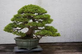 4.9 out of 5.0 stars on amazon. Entretien Et Soin Du Bonsai Comment L Entretenir Maitre Bonsai