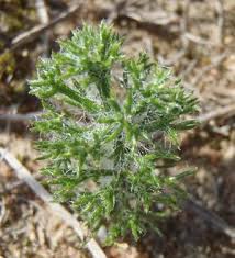 Image result for Eriospermum roseum