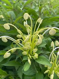 Image result for Clerodendrum incisum
