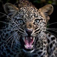 Female And Dangerous Photo By Nickkleer Wildlifeonearth Wild Life Wildlife Wildshow Animals National Geographic Animals Wildlife Photography